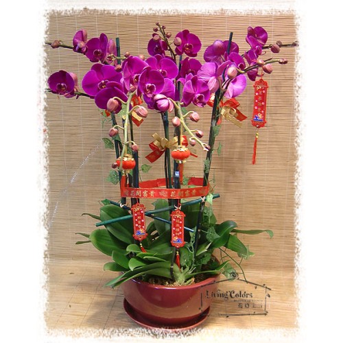 orchid 6-stem